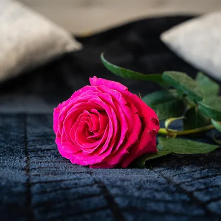 Apartman Bright Royal Elegance